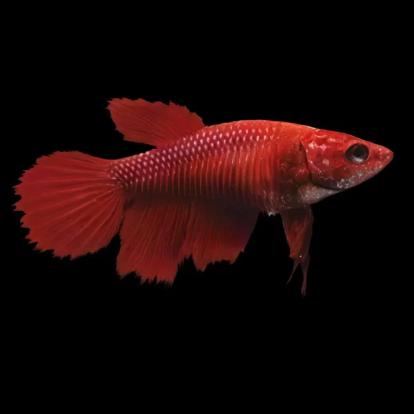 Betta hembra cola corona nascapers.es