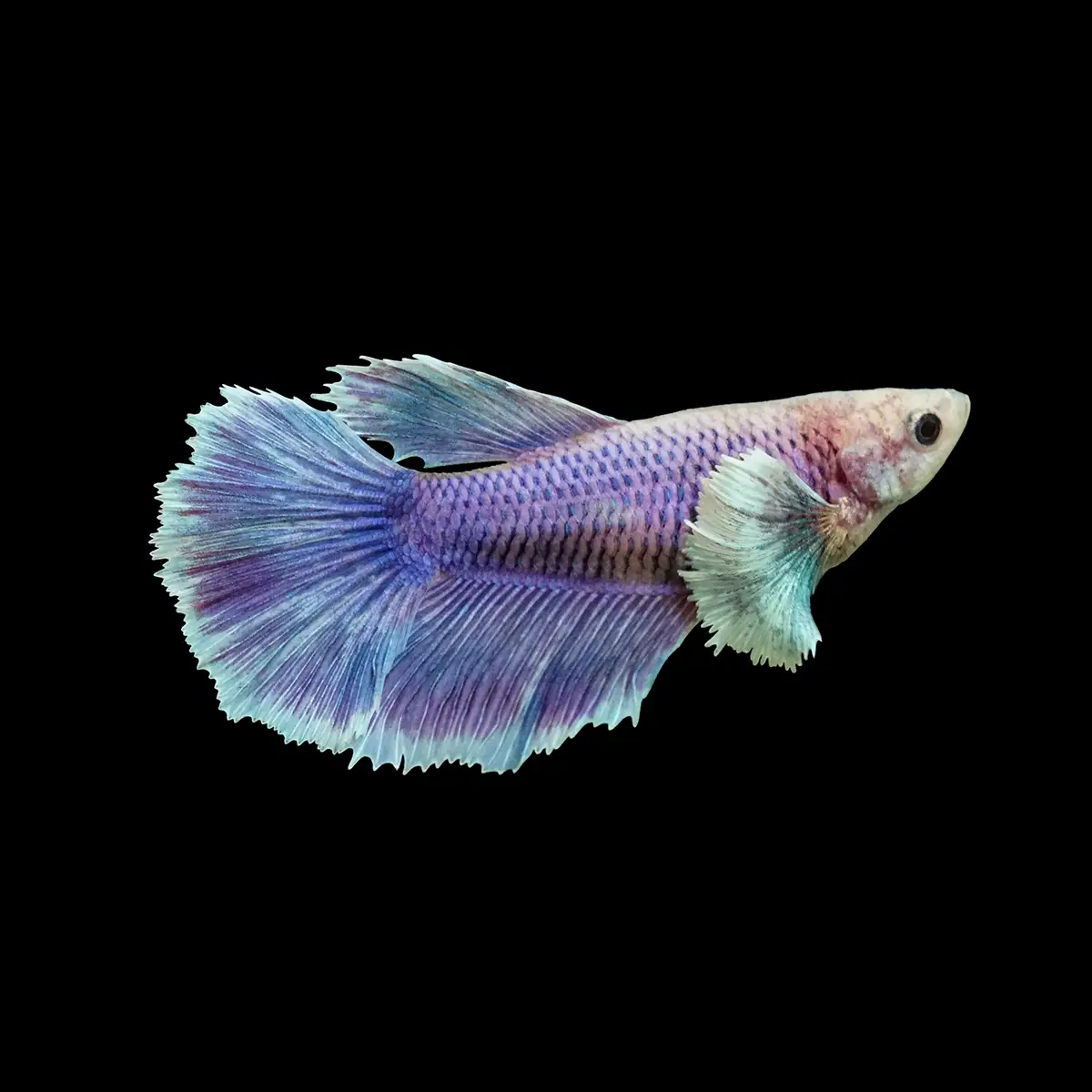 Betta Hembra Dumbo Media Luna nascapers.es