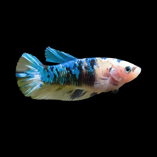 Betta Hembra Media Luna Koi