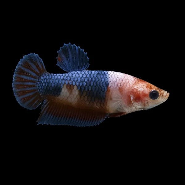 Betta Hembra Media Luna Candy nascapers.es