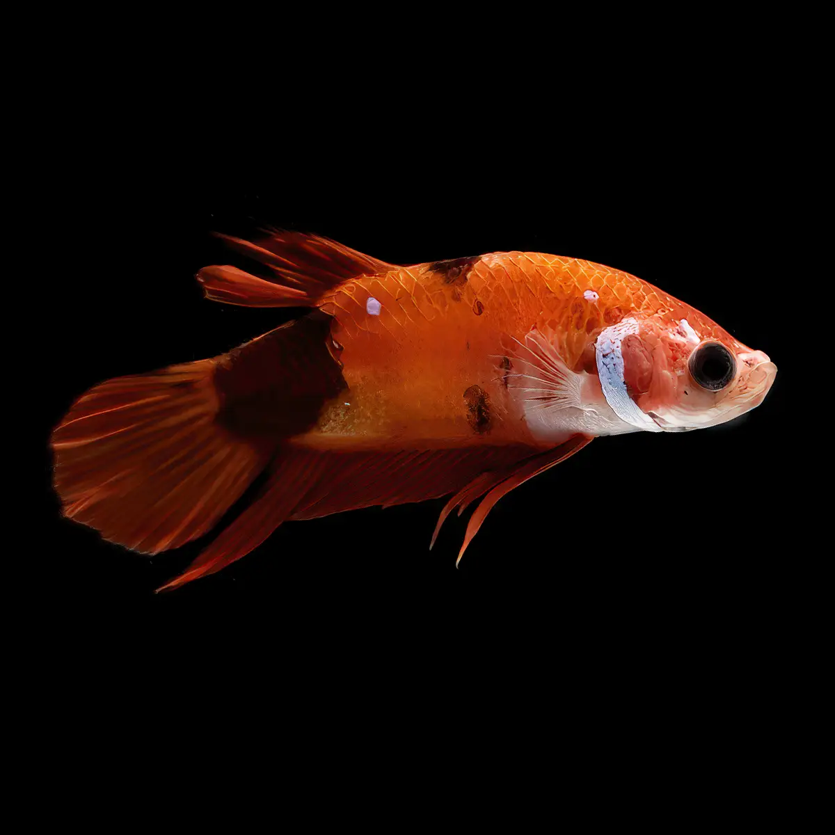 Betta Hembra Media Luna Plakat Nemo nascapers.es