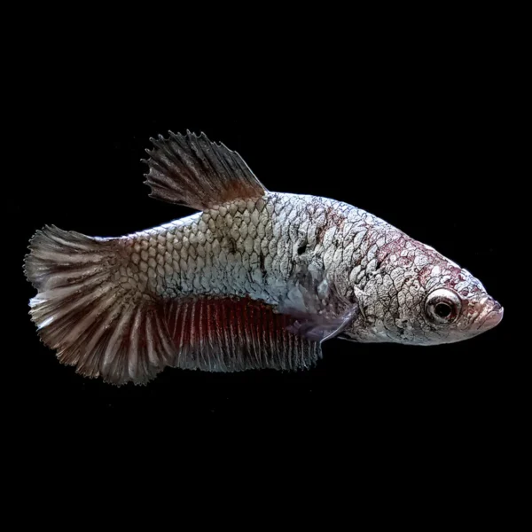 Betta Hembra Plakat nascapers.es