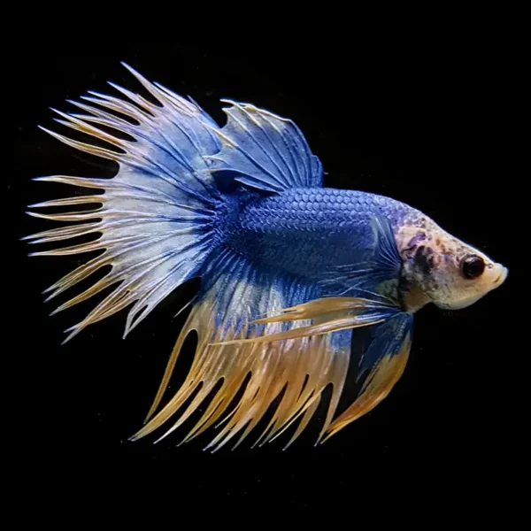 Betta Macho Cola Corona Azul Dorado nascapers.es