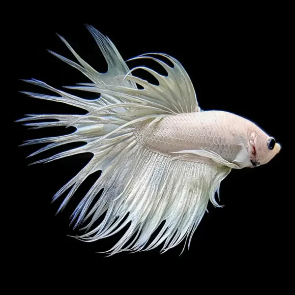 Betta Macho Cola Corona Blanco Metálico nascapers.es