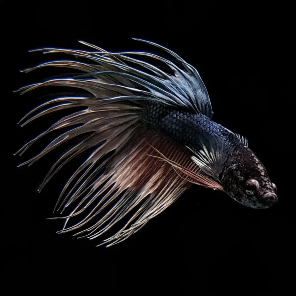Betta Macho Cola Corona Cobre nascapers.es
