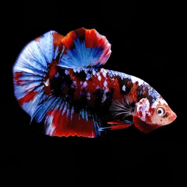Betta Macho Media Luna Candy nascapers.es