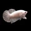 Betta Macho Media Luna Plakat Blanco