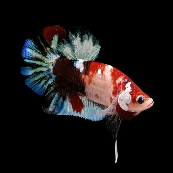 Betta Macho Media Luna Plakat Galaxia Premium
