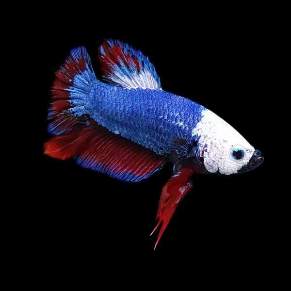 Betta Macho Plakat nascapers.es