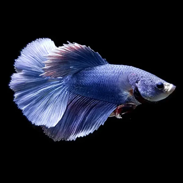 Betta Macho Superdelta nascapers.es