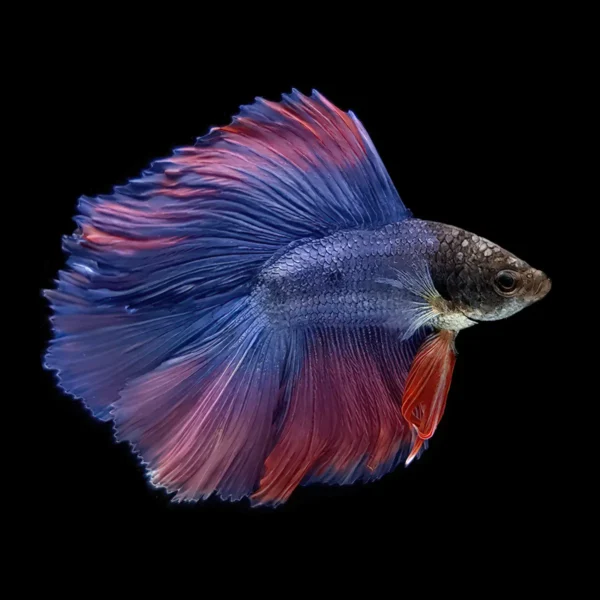 Betta Macho Twin Tail nascapers.es