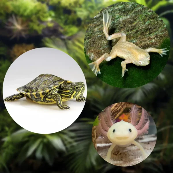 Tortugas | Ranas | Axolotes