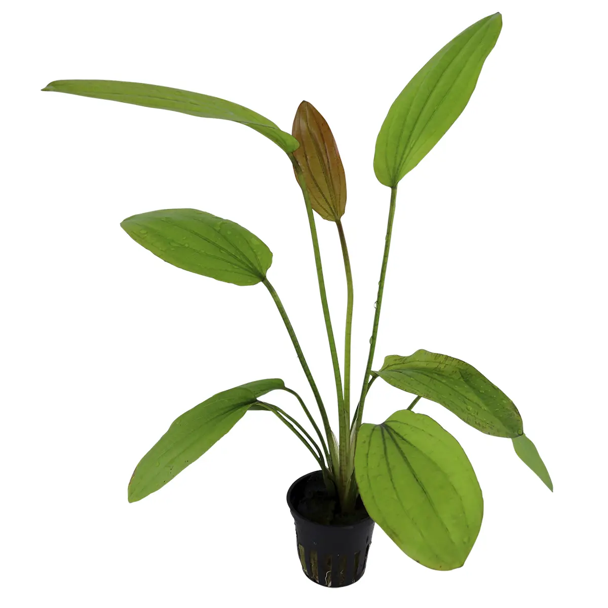 Echinodorus Rosé nascapers.es