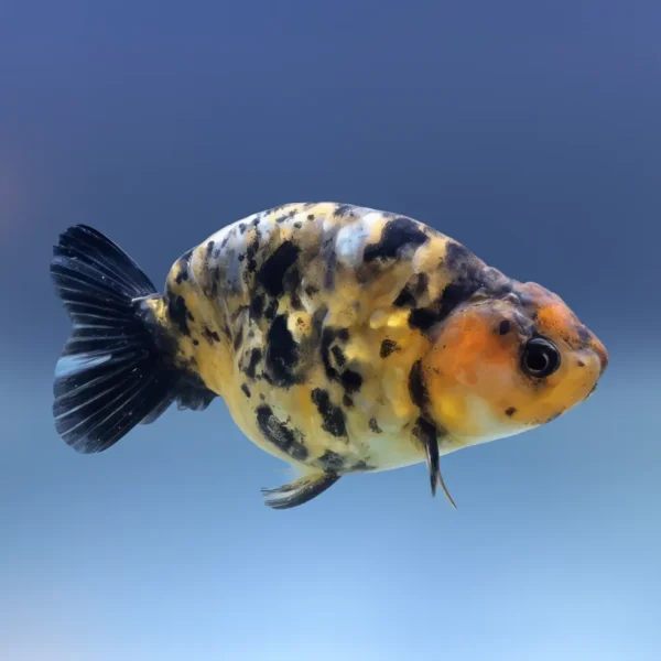 Ranchu Calico | Carassius Auratus