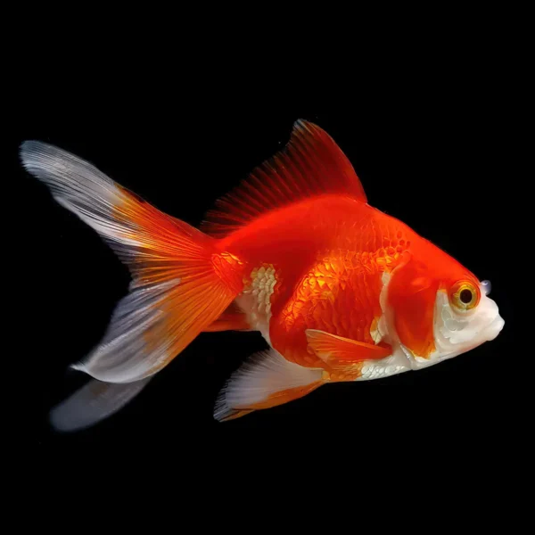Ryukin rojo blanco nascapes.es