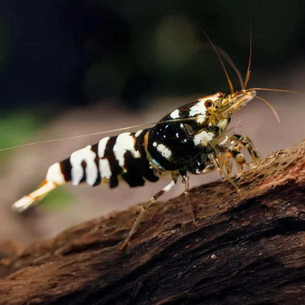 Caridina Cantonensis Black Fancy nascapers.es