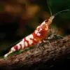 Caridina Cantonensis Red Fancy nascapers.es