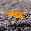 Caridina Cantonensis Orange Tiger nascapers.es