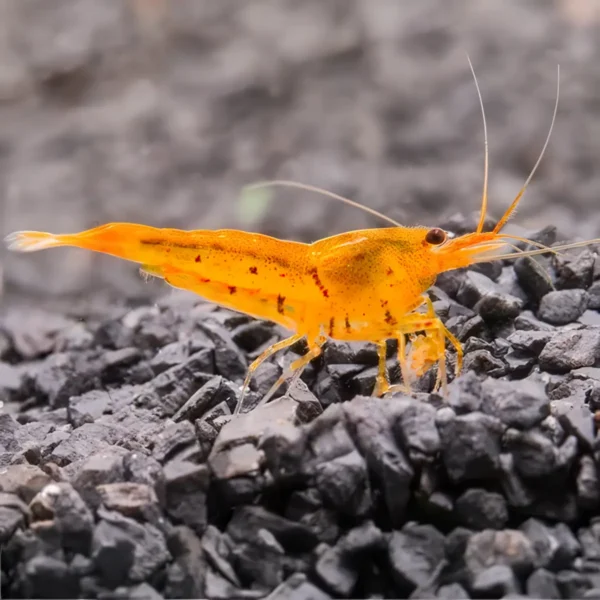 Caridina Cantonensis Orange Tiger nascapers.es