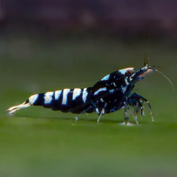 Taiwan Black Pinto Galaxy nascapers.es