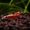 Taiwan Red Pinto Galaxy nascapers.es