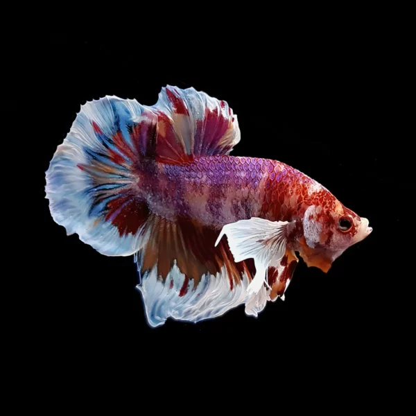 Betta Macho Dumbo Koi nascapers.es