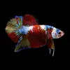 Betta Macho Plakat Koi nascapers.es