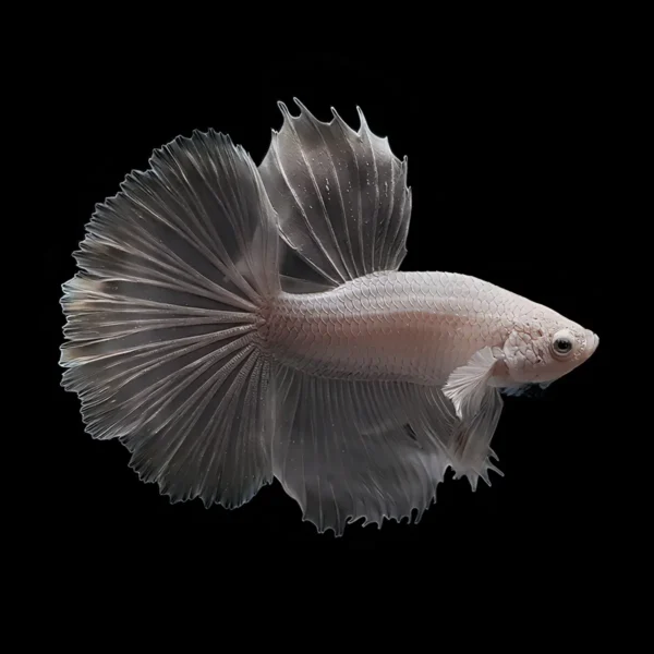 Betta Macho Superdelta Snow White nascapers.es