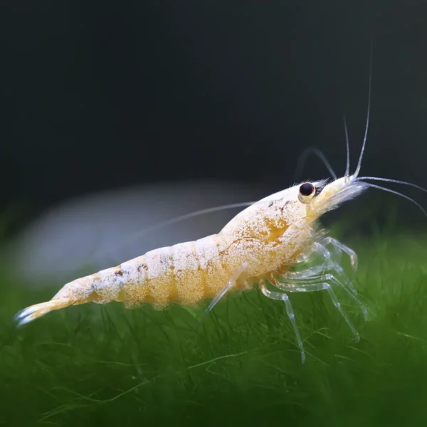 Caridina Cantonensis Golden Bee
