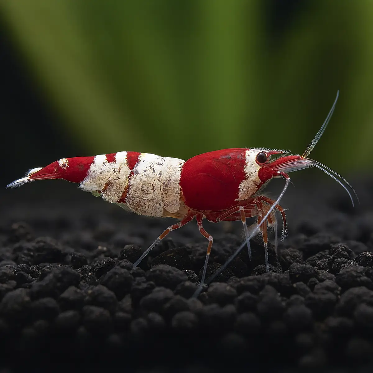 Caridina Cantonensis Crystal Red nascapers.es