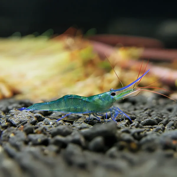Caridina Caerulea “Blue leg poso” nascapers.es