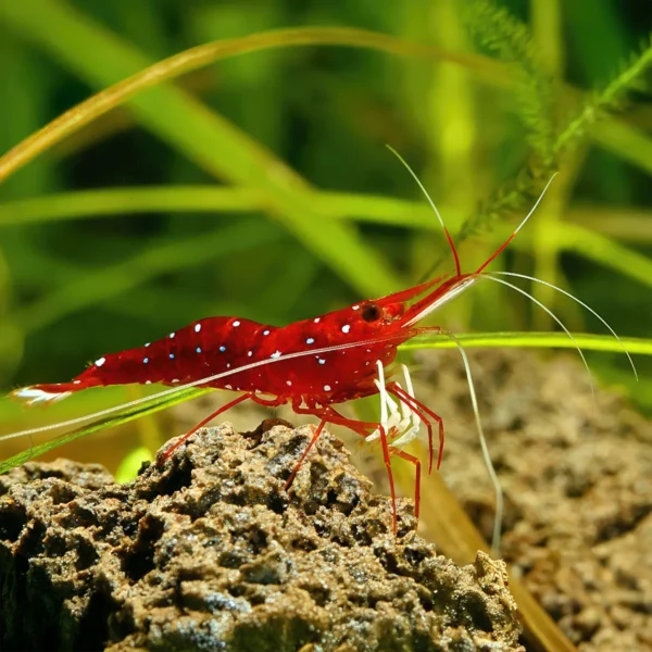 Caridina Dennerli White Spot Red Bee nascapers.es