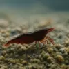 Caridina Malili “Malili red bee” nascapers.es