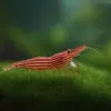 Caridina Striata “Red line bee”. nascapers.es