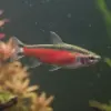 Nannostomus sp 'Super Red Cenepa' nascapers.es