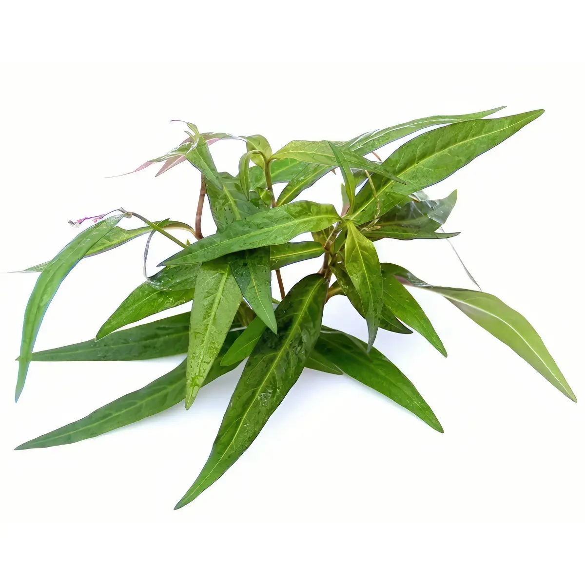 Persicaria Sp Sao Paulo nascapers.es