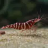Sulawesi Caridina Tigri Red tiger nascapers.es