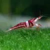 Sulawesi Caridina Woltereckae “Celebes beauty” nascapers.es