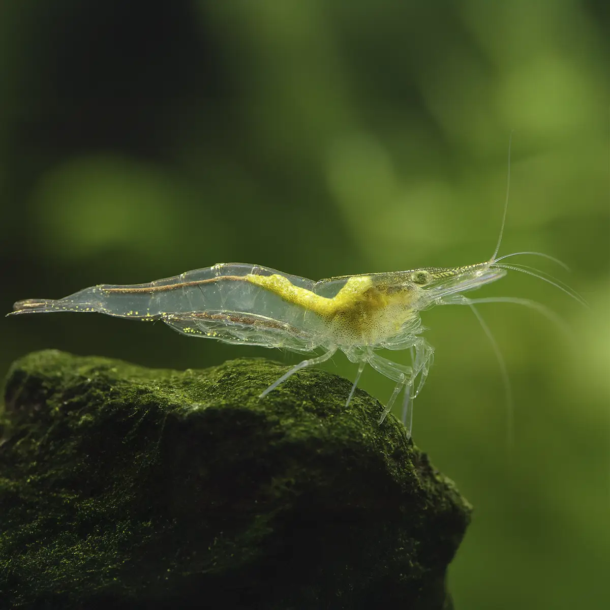 Caridina Longirostris nascapers.es