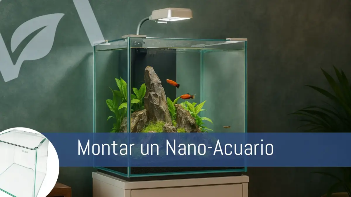 Cómo montar un nanoacuario nascapers.es