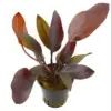 Echinodorus Red Chameleon nascapers.es