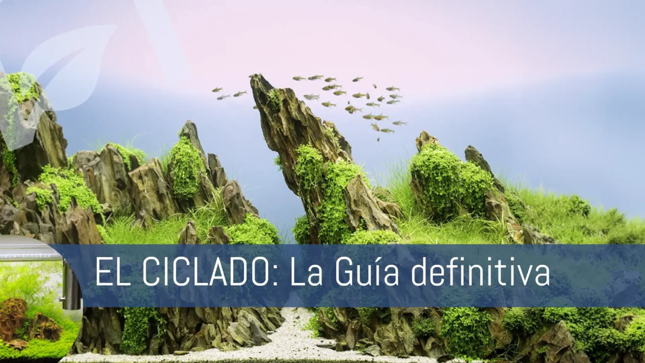 Ciclado del acuario plantado: guía completa y sin errores nascapers.es