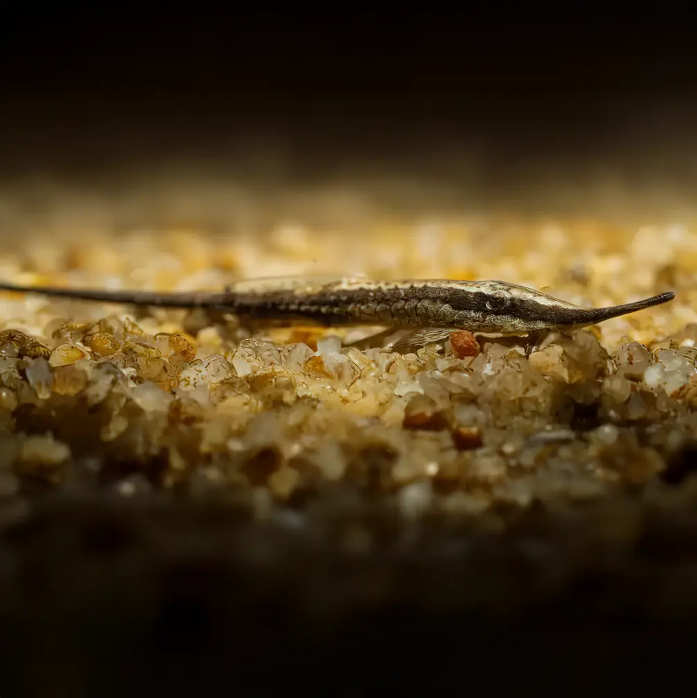 Farlowella Acus Pez Varilla nascapers.es