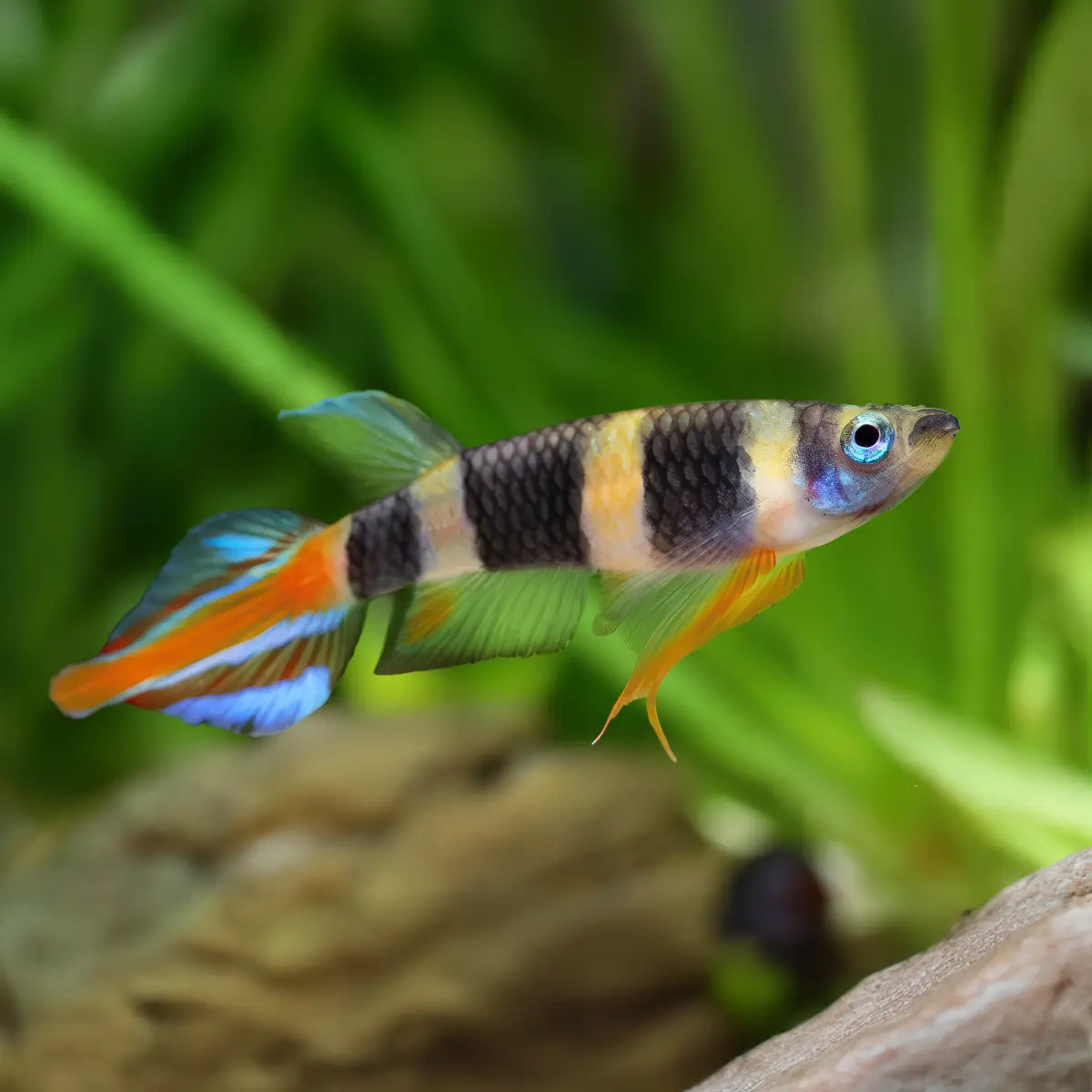 Killi Payaso Epiplatys Annulatus de 2-3 cm nascapers.es