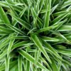 Chlorophytum laxum nascapers.es