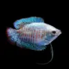 Colisa Lalia Macho Royal Azul