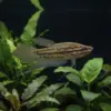 Gourami Croador | Trichopsis Vittata nascapers.es