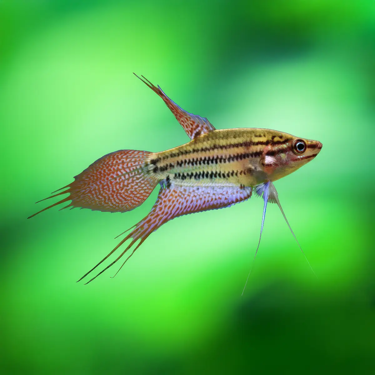 Gourami Croador | Trichopsis vittata nascapers.es