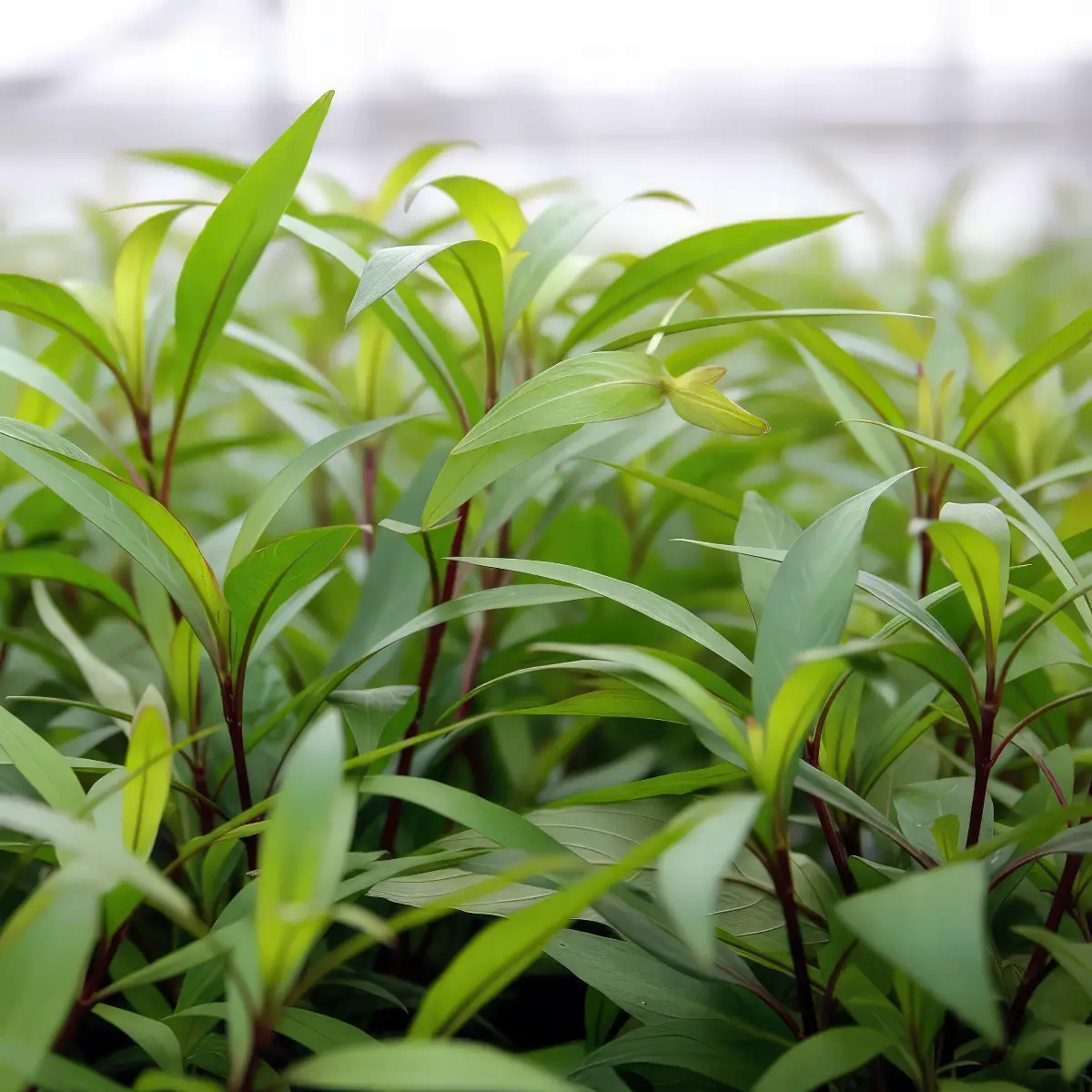 Hygrophila corymbosa Thailand