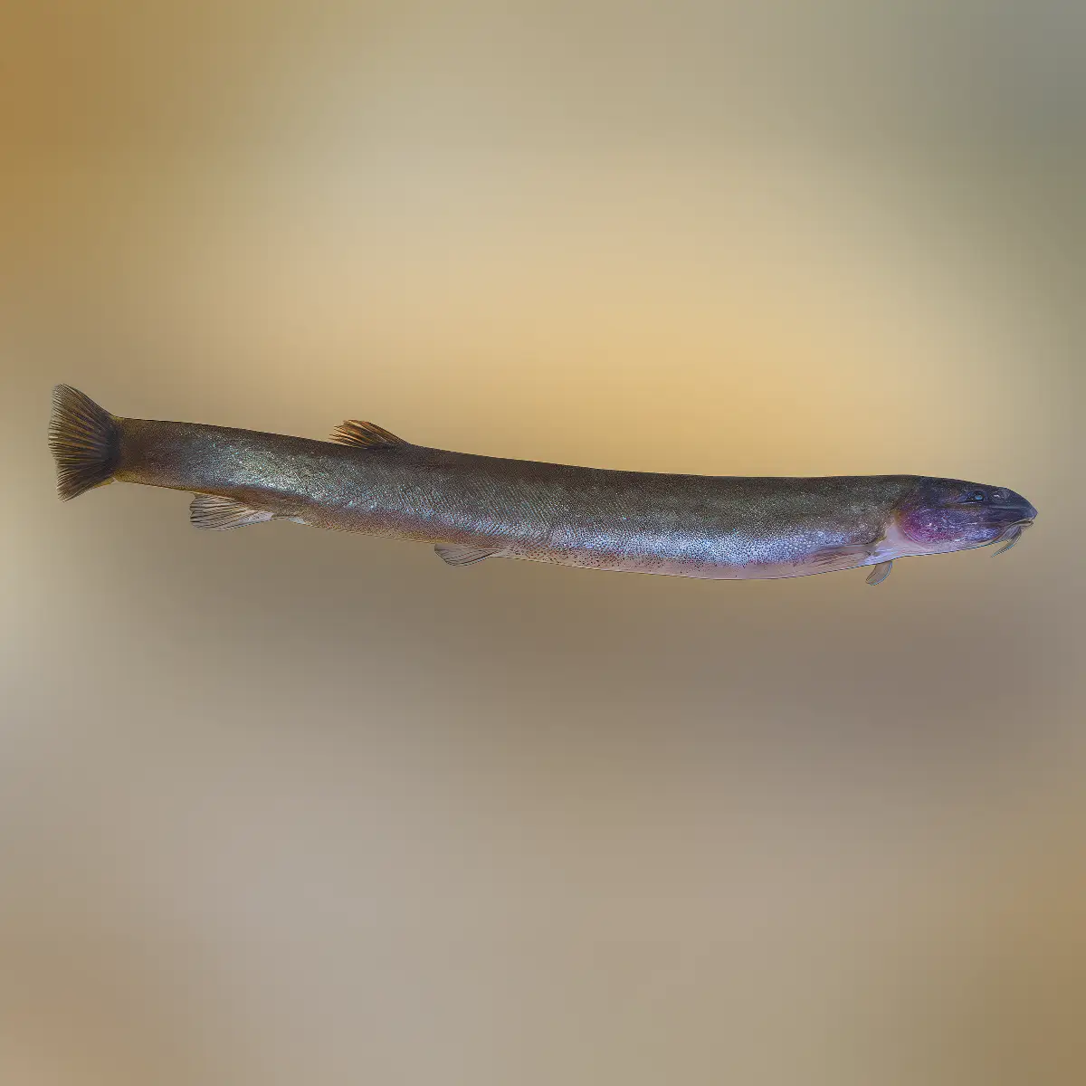 Kuhlii Negro | Pangio oblonga nascapers.es